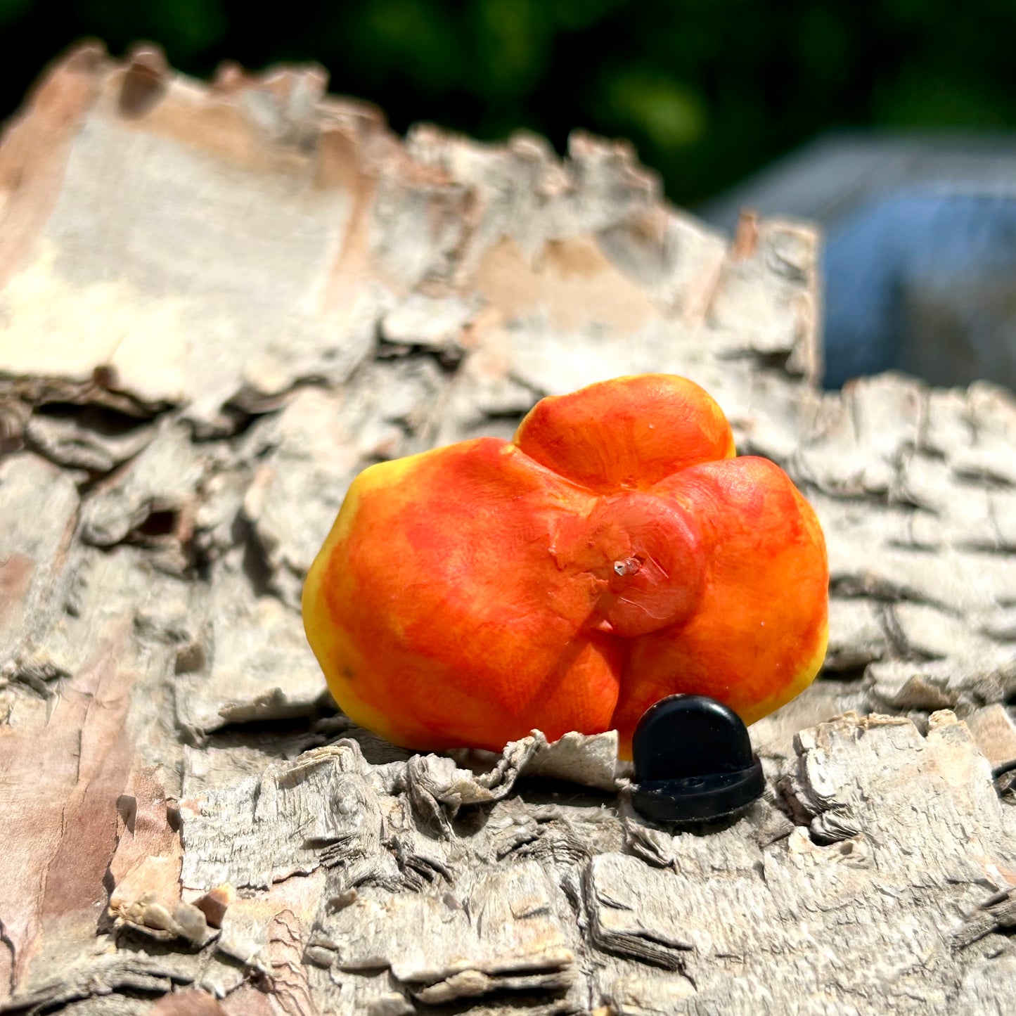 Chicken of the Woods Pin